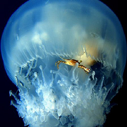 A crab taking a ride in a jelly fisy. Casio Exilim z 1200 by Andrew Macleod 